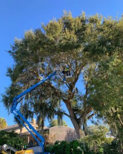 tree thinning services