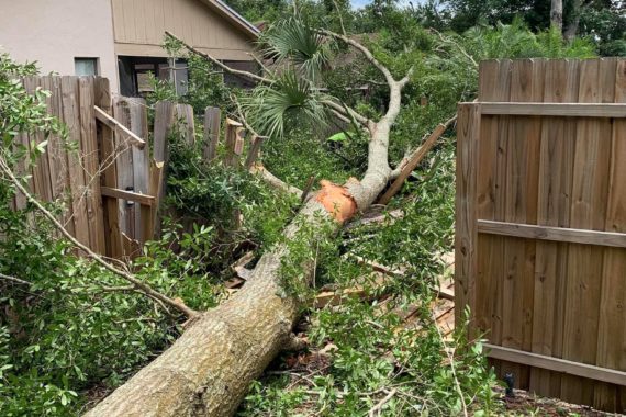 Mid Florida Tree Care Mid Florida Tree Care Orlando