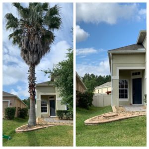 before and after cutting down a palm tree