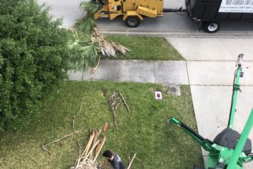 men working on trimming trees