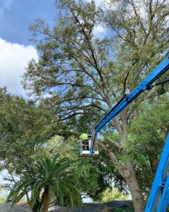 Tree Pruning