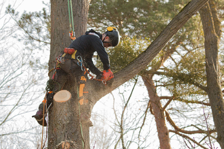 FAQ�s Tree Service in Apopka &amp; Orlando, FL Mid FL Tree