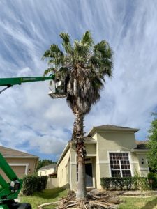 man trimming palm tree