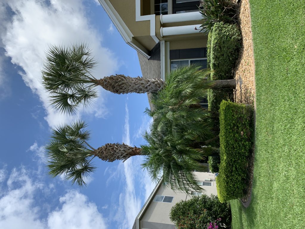 palm trees and landscaping