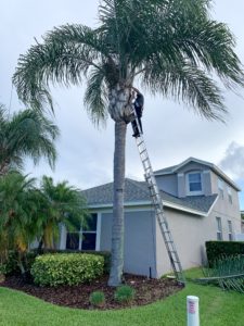 tree trimming palm tree