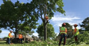 tree removal services