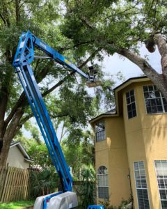 tree services mount dora