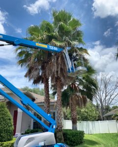 man working on palm tree thinning