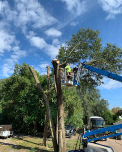 tree removal services