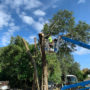 Tree Removal Permits and the Requirements