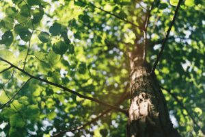 apopka tree removal