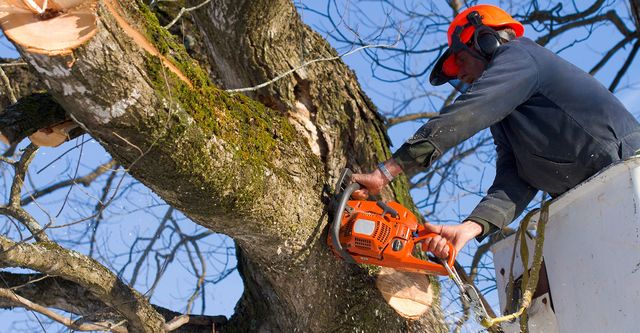 Spring Hill Tree Specialists Tree Removal