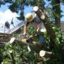 Safeguarding Your Trees and Property in Orlando and Central Florida