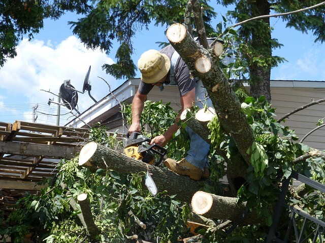 Safeguarding Your Trees and Property in Orlando and Central Florida