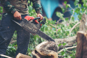 tree service clermont fl